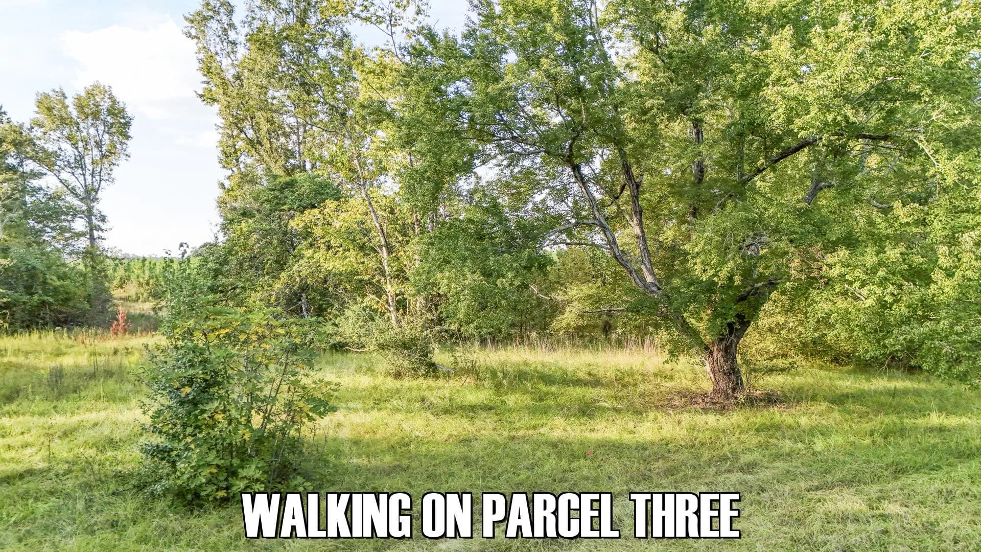10 acres in Sardis, Georgia - photo 6