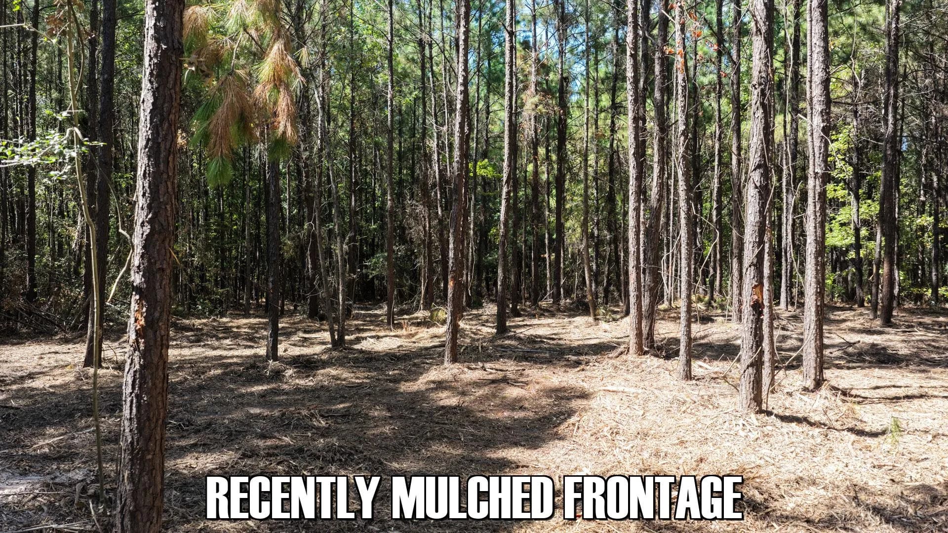6 acres in Zwolle, Louisiana - photo 3